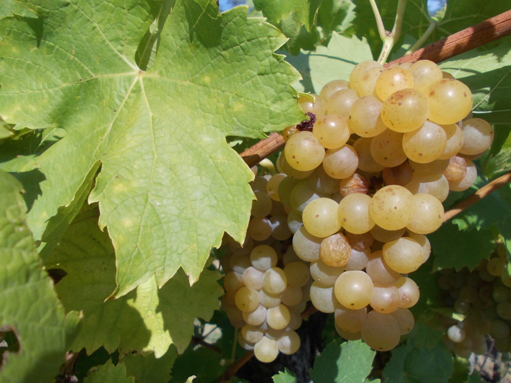 120910_MM_Olbramovice_včely (11)