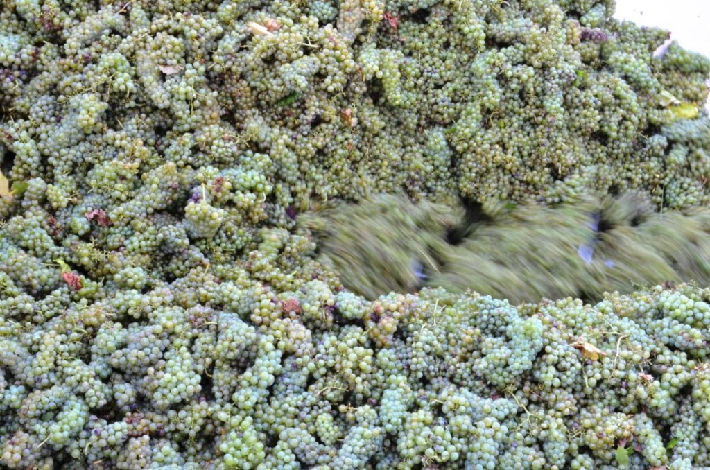 1267403_527418394011374_1998876176_o