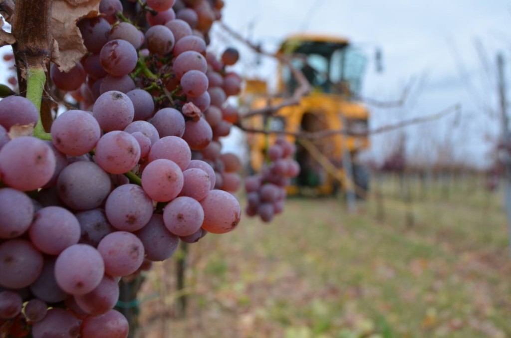 1398532_565517636868116_2100212712_o