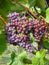 Palava_www.vinarstviflajsinger.cz